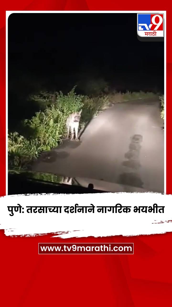 पुणे: तरसाच्या दर्शनाने नागरिक भयभीत; वनविभागाच्या कारवाईची मागणी-1761273