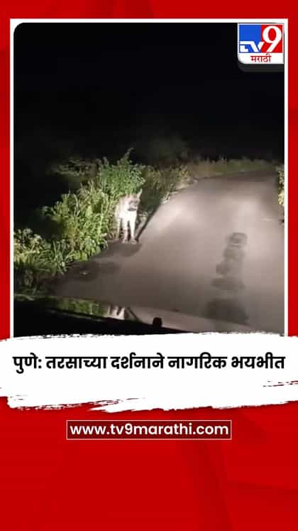 पुणे: तरसाच्या दर्शनाने नागरिक भयभीत; वनविभागाच्या कारवाईची मागणी-1761273