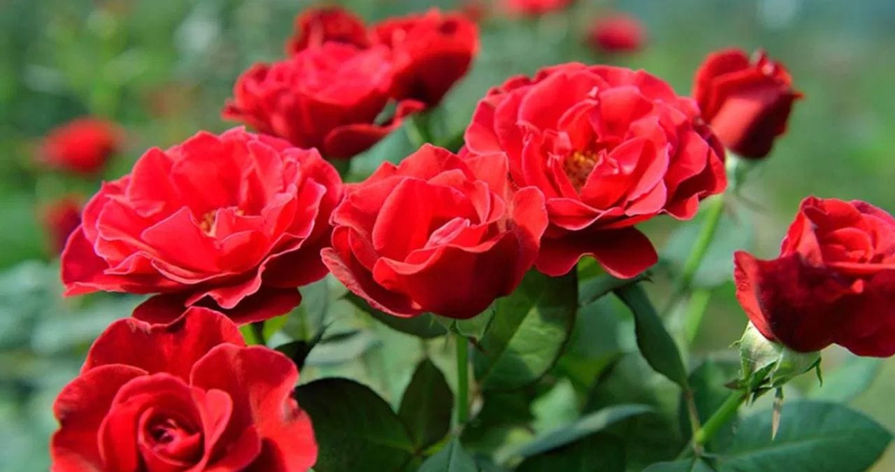 फूल म्हटलं तर सर्वात आधी गुलाबाचं नाव येतं. गुलाबाचं फूल अनेक रंगात उपलब्ध आहे. गुलाबाचं फूल हे अनेकांच्या आवडीचं आहे. त्यामुळे बाजारातही या फुलाला मागणी असते.
