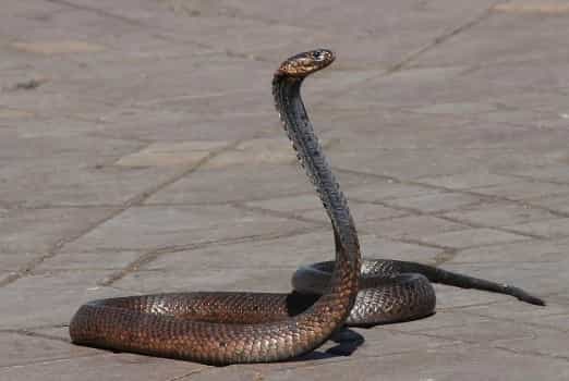 How to catch Snake : पावसाळ्यात अनेकदा साप आणि इतर सरपटणारे प्राणी घरात शिरल्याच्या घटना घडतात. घरात अचानक साप दिसल्यास घाबरून जाऊन त्याला पकडण्याचा किंवा मारण्याचा प्रयत्न करणे धोकादायक ठरू शकते. विशेषतः लहान मुले आणि घरातील इतर व्यक्तींना साप चावण्याचा धोका असतो. त्यामुळे अशा वेळी सुरक्षित अंतर ठेवून प्रशिक्षित व्यक्तीची मदत घेणे महत्त्वाचे आहे.