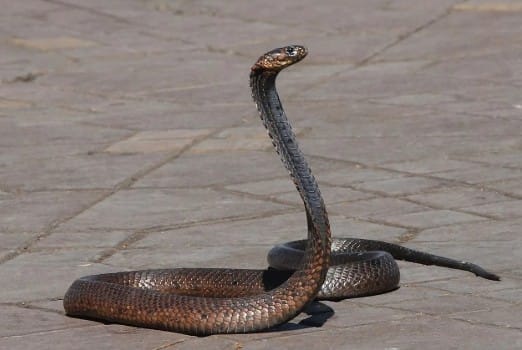 How to catch Snake : पावसाळ्यात अनेकदा साप आणि इतर सरपटणारे प्राणी घरात शिरल्याच्या घटना घडतात. घरात अचानक साप दिसल्यास घाबरून जाऊन त्याला पकडण्याचा किंवा मारण्याचा प्रयत्न करणे धोकादायक ठरू शकते. विशेषतः लहान मुले आणि घरातील इतर व्यक्तींना साप चावण्याचा धोका असतो. त्यामुळे अशा वेळी सुरक्षित अंतर ठेवून प्रशिक्षित व्यक्तीची मदत घेणे महत्त्वाचे आहे.