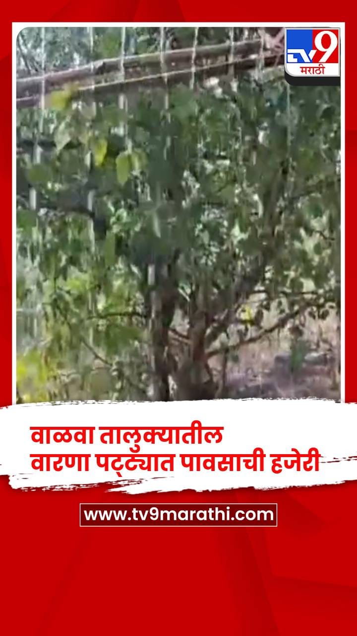 सांगली - वाळवा तालुक्यातील वारणा पट्ट्यात पावसाची हजेरी, सुकलेल्या पिकांना जीवदान-1762829