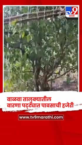 सांगली - वाळवा तालुक्यातील वारणा पट्ट्यात पावसाची हजेरी, सुकलेल्या पिकांना जीवदान