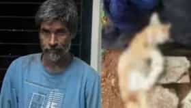 धक्कादायक, तो निर्दयी निघाला  सिरियल कॅट किलर, सहा मांजरींची हत्या केल्याची दिली कबुली...