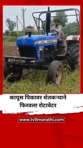 पावसाभावी शेतकऱ्याने कापूस पिकावर फिरवला रोटाव्हेटर