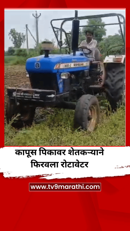 पावसाभावी शेतकऱ्याने कापूस पिकावर फिरवला रोटाव्हेटर-1749971
