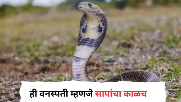 Snake : ही वनस्पती म्हणजे सापांचा काळच, साप पुन्हा घराकडे फिरकणार सुद्धा नाही, आदिवासी लोक आवर्जून लावतात