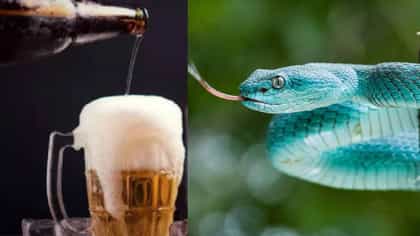 ही आहे जगातली सर्वात स्ट्राँग बिअर कोणती? सापावरून ठेवण्यात आलंय नाव!.