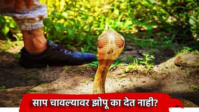 Snake Bite: साप चावल्यावर झोपू का देत नाही? खरंच वाचतो जीव, विषाचा प्रभाव होतो कमी?