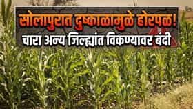 जिल्हाधिकाऱ्यांनी आदेश सोडला! चारा अन्य जिल्ह्यात विकल्यास मोठी कारवाई; सोलापुरात नेमका निर्णय काय?