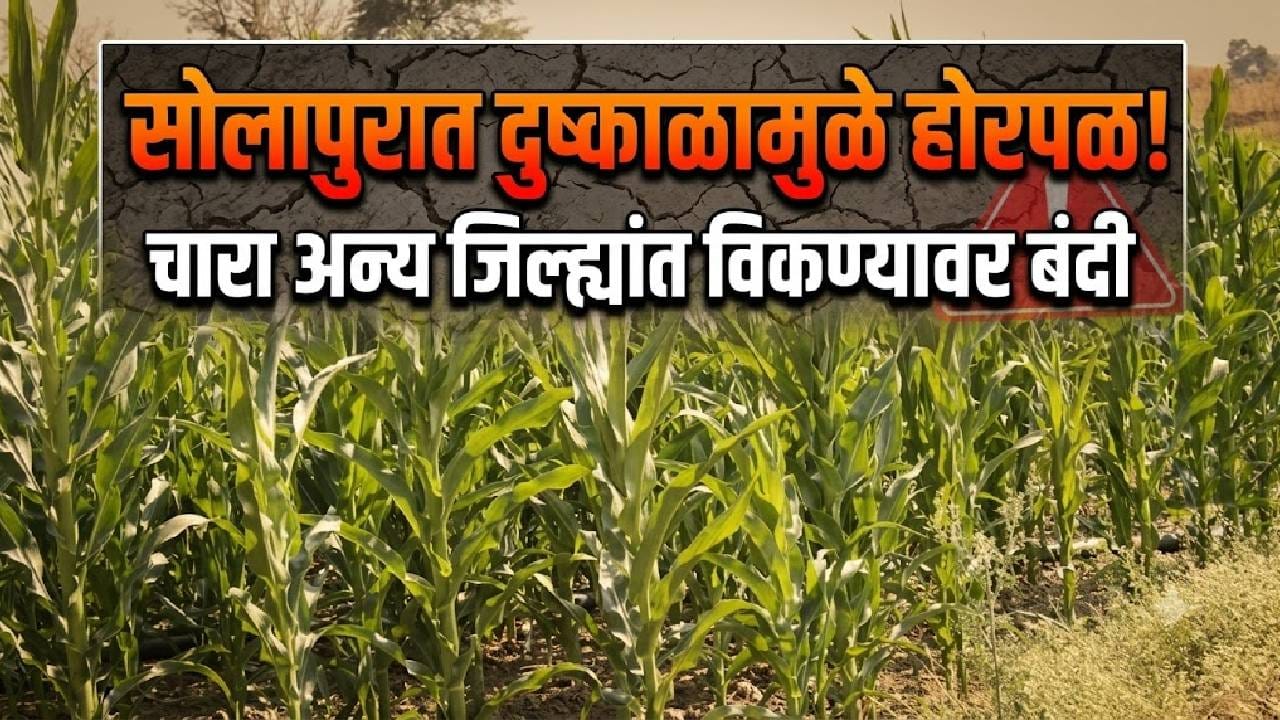 जिल्हाधिकाऱ्यांनी आदेश सोडला! चारा अन्य जिल्ह्यात विकल्यास मोठी कारवाई; सोलापुरात नेमका निर्णय काय? जिल्हाधिकाऱ्यांनी आदेश सोडला! चारा अन्य जिल्ह्यात विकल्यास मोठी कारवाई; सोलापुरात नेमका निर्णय काय?