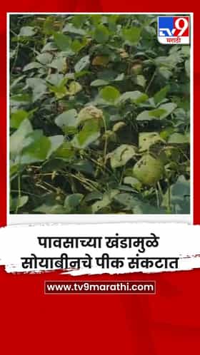 पावसाच्या खंडामुळे सोयाबीनचे पीक संकटात