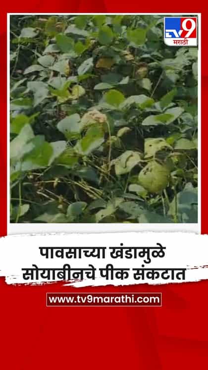 पावसाच्या खंडामुळे सोयाबीनचे पीक संकटात-1753681
