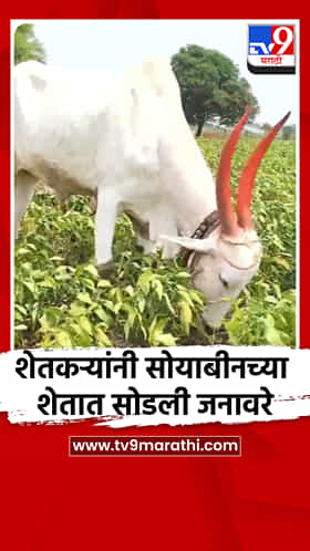 शेतकऱ्यांनी सोयाबीनच्या शेतात सोडली जनावरे