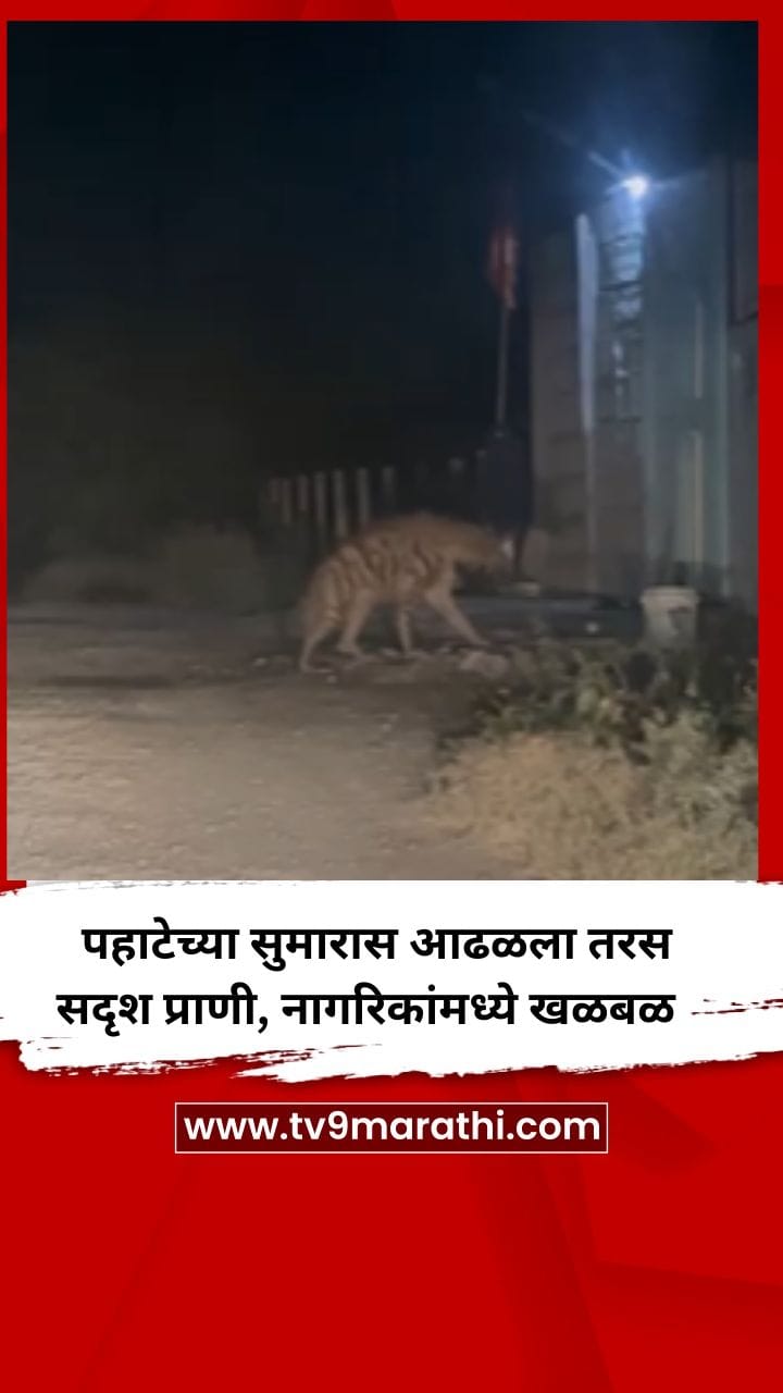 पहाटेच्या सुमारास आढळला तरस सदृश प्राणी, नागरिकांमध्ये खळबळ-1757196