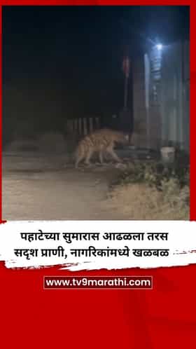पहाटेच्या सुमारास आढळला तरस सदृश प्राणी, नागरिकांमध्ये खळबळ