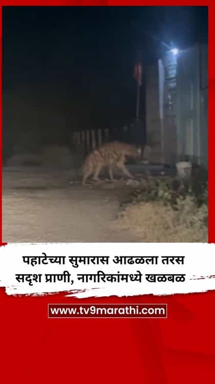 पहाटेच्या सुमारास आढळला तरस सदृश प्राणी, नागरिकांमध्ये खळबळ-1757196
