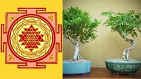 Vastu Shastra : ही चार झाडं कधीच घरात लावू नका, घरात सतत होतील भांडणं