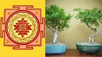 ही चार झाडं कधीच घरात लावू नका, घरात सतत होतील भांडणं.