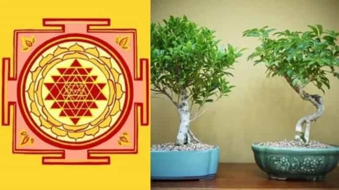 Vastu Shastra : ही चार झाडं कधीच घरात लावू नका, घरात सतत होतील भांडणं