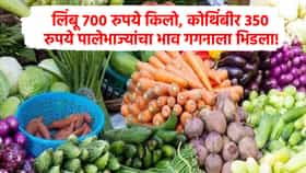लिंबू 700, कोथिंबीर 350 रुपये किलो, भाजीपाला प्रचंड महागला, जेवणाची थाळी कधी स्वस्त होणार?