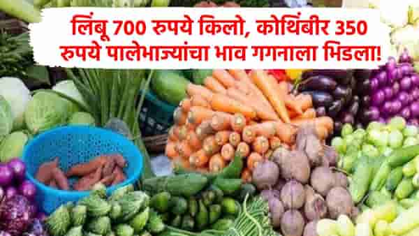 लिंबू 700, कोथिंबीर 350 रुपये किलो, भाजीपाला प्रचंड महागला, जेवणाची थाळी कधी स्वस्त होणार?