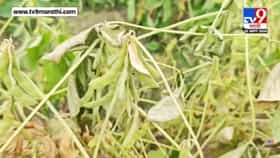 वाशिममध्ये पावसाने दडी मारली; सोयाबीन-तूर सुकू लागली! शेतकऱ्यांवर मोठं संकट, 4-5 दिवसांत पाऊस नाही तर...