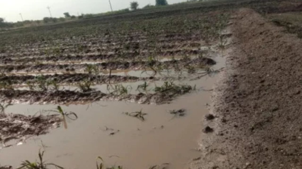 पंजाबराव डग पावसाचा अंदाज वर्तवला आहे. मात्र, सध्यातरी पाऊस कोसळताना दिसत नाही. अनेक भागात दुष्काळाची स्थिती बघायला मिळतंय.