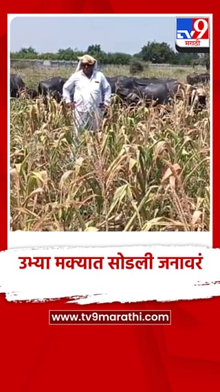 मालेगावात 5 एकर उभ्या मक्याच्या शेतात सोडली जनावरे