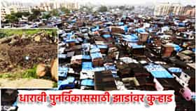 मुंबईतील हिरवळीची पुन्हा कत्तल; अदानींच्या धारावी पुनर्विकाससाठी महापालिका झाडांवर कुऱ्हाड चालवणार