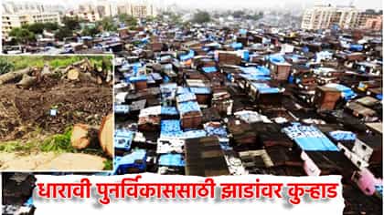 मुंबईतील हिरवळीची कत्तल; धारावी पुनर्विकाससाठी झाडांवर कुऱ्हाड.