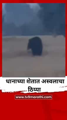 धानाच्या शेतात अस्वलाचा ठिय्या-1785945