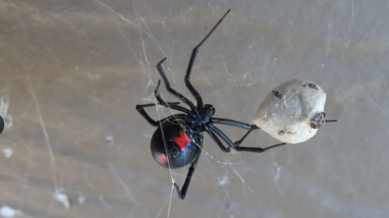 कोळी (Spiders - उदा. Black Widow किंवा Redback हे कोळी ( कोळी किंवा कोष्टी हा किटक वर्गात येत नाही. ) यांच्यात नवीन पिढीच्या पोषणासाठी नर स्वत:चे बलिदान देतो. मिलन करताना नर कोळी स्वत: मादीच्या जबड्यासमोर जातो,जेणे करुन मादी त्याला खाऊ शकेल. यामुळे मादीला नवीन पिढी जन्माला घालण्यास पोषण मिळते आणि नराचे शुक्राणू सुरक्षितपणे मादीकडे पोहचतात.