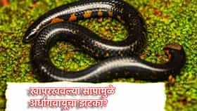 Snake Facts: खापरखवल्या सापाच्या शेपटीचा फटका बसताच अर्धांगवायूचा झटका? सत्य वाचून चकीत व्हाल
