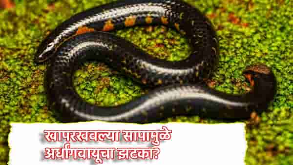 Snake Facts: खापरखवल्या सापाच्या शेपटीचा फटका बसताच अर्धांगवायूचा झटका? सत्य वाचून चकीत व्हाल