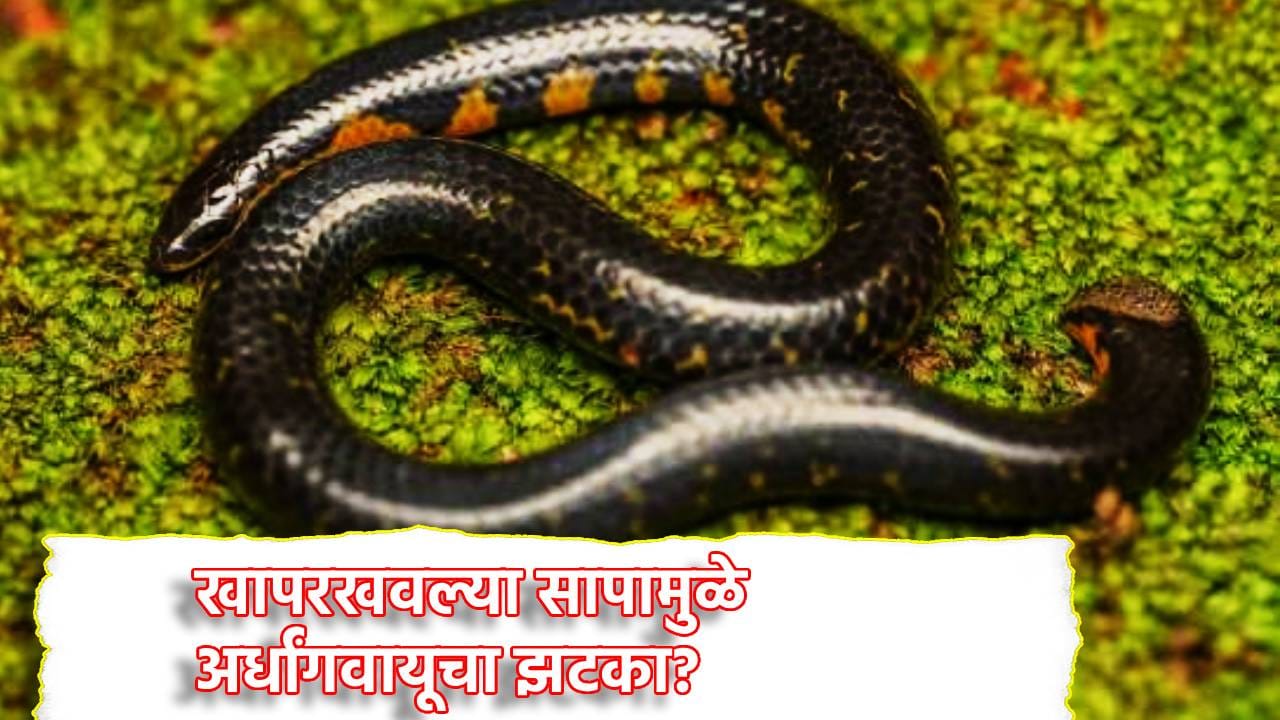 Snake Facts: खापरखवल्या सापाच्या शेपटीचा फटका बसताच अर्धांगवायूचा झटका? सत्य वाचून चकीत व्हाल Snake Facts: खापरखवल्या सापाच्या शेपटीचा फटका बसताच अर्धांगवायूचा झटका? सत्य वाचून चकीत व्हाल