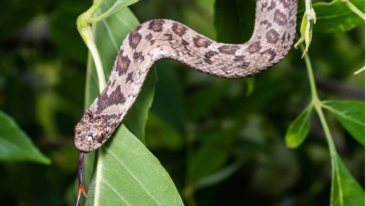 Snake Facts: हा साप पाहताच पक्षी का मारतात त्याला चोची? का त्याची दहशत इतकी? Snake Facts: हा साप पाहताच पक्षी का मारतात त्याला चोची? का त्याची दहशत इतकी?