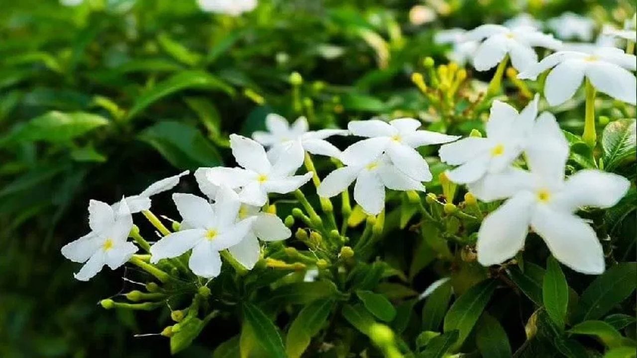 चमेली हे सुगंधी फुलांमध्ये आवर्जुन घेतलं जाणारं नाव आहे. या फुलांचा सुगंध खूप ओळखीचा असून त्याचा वापर अत्तर, साबण आणि तेलांमध्येही केला जातो. बाल्कनीत चमेलीचे रोप लावल्यास फुलांसोबत घराच्या आसपासही छान सुगंध दरवळेल.