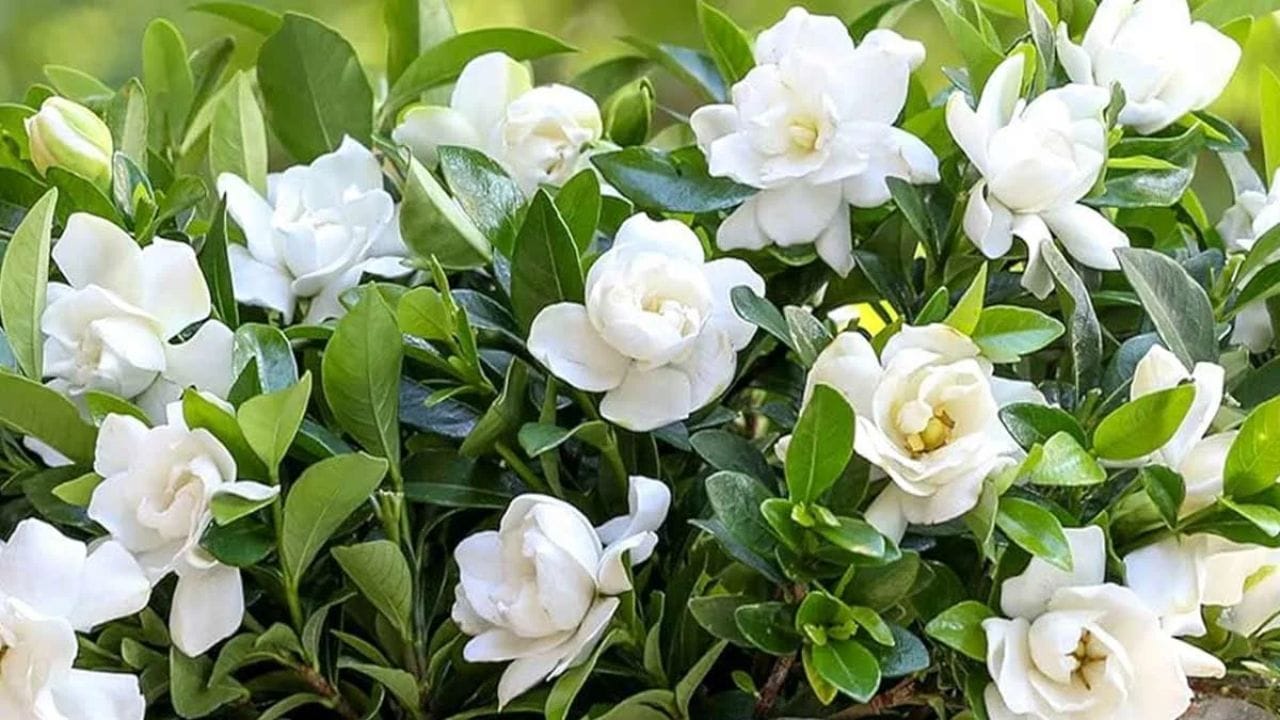 पांढऱ्या रंगाची फुलं आणि तीव्र सुगंध यासाठी गंधराज म्हणजेच Gardenia ओळखला जातो. उन्हाळा आणि पावसाळ्याच्या सुरूवातीला या झाडाला भरपूर फुले येतात. पण कुंडीत लावलेलं हे रोप खूप उष्ण किंवा खूप थंड वातावरणापासून जपणं महत्त्वाचं आहे.