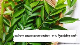 कढीपत्ता काही दिवसांतच काळा पडतोय? फ्रिजमध्ये असा स्टोअर करा, बराच दिवस राहील फ्रेश