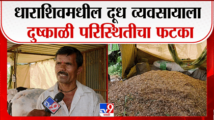 धाराशिवमध्ये चाऱ्याचा प्रश्न गंभीर, दूध उत्पादन निम्म्यावर; शेतकरी....