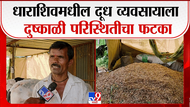 धाराशिवमध्ये चाऱ्याचा प्रश्न गंभीर, दूध उत्पादन निम्म्यावर; शेतकरी संकटात धाराशिवमध्ये चाऱ्याचा प्रश्न गंभीर, दूध उत्पादन निम्म्यावर; शेतकरी संकटात