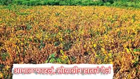 आभाळ फाटलं, सोयाबीन हातचं गेलं, बी-बियाण्यांचा खर्चही मातीमोल, शेतकऱ्यांच्या अश्रुंचा बांध फुटला