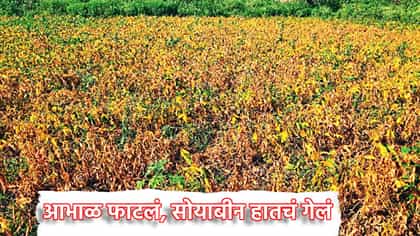आभाळ फाटलं, सोयाबीन हातचं गेलं, शेतकऱ्यांच्या अश्रुंचा बांध फुटला.