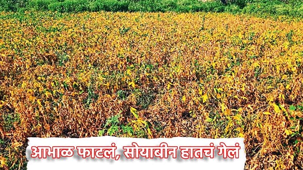 आभाळ फाटलं, सोयाबीन हातचं गेलं, बी-बियाण्यांचा खर्चही मातीमोल, शेतकऱ्यांच्या अश्रुंचा बांध फुटला
