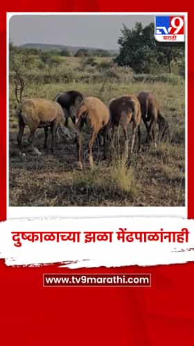 दुष्काळाच्या झळा मेंढपाळांनाही; मेंढ्यांना जगवायचं कसं?