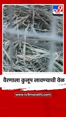 दुष्काळाची तीव्रता वाढली; जनावरांचा चारा जपण्यासाठी वैरणाला कुलूप लावण्याची वेळ