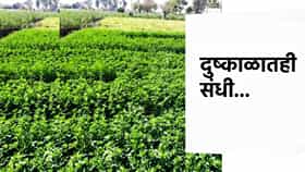 दुष्काळातही संधी... एकदा लावा आणि 3 वर्षांत भरघोस मिळवा हिरवा चारा