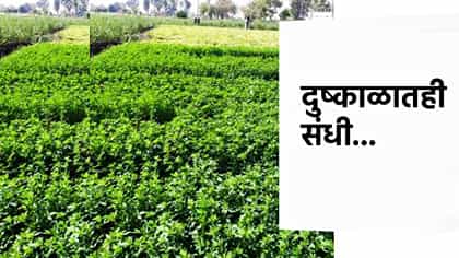 दुष्काळातही संधी... एकदा लावा आणि 3 वर्षांत भरघोस मिळवा हिरवा चारा.