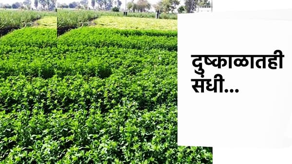 दुष्काळातही संधी... एकदा लावा आणि 3 वर्षांत भरघोस मिळवा हिरवा चारा